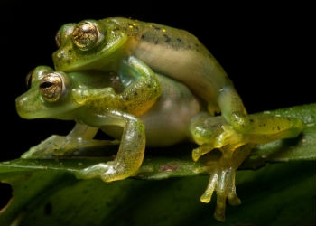 The Bombay Night Frog And The Froggy Style Sex Position
