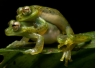 The Bombay Night Frog And The Froggy Style Sex Position