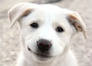Who Would You Rather Pet - Your Dog Or Your Partner?